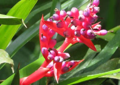 badams travel cr nn05