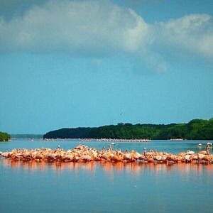 Celestun flamingos