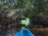 guardianes de los manglares