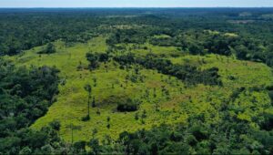 Forest restoration