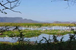 Palo Verde wetland birds