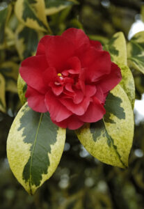 Camellia japonica Portuense flor1